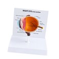 Human Eye Anatomy Model, Multicolor Freestanding Display for Medicals ...