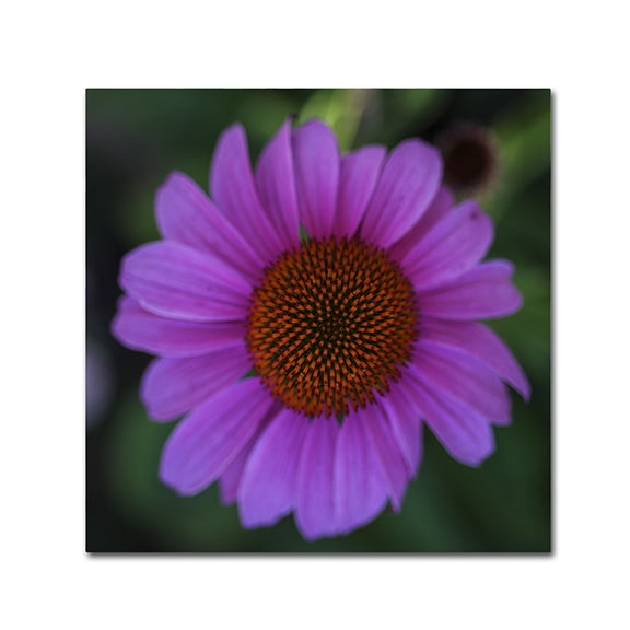 Trademark Fine Art "Purple Coneflower" Canvas Art by Kurt Shaffer