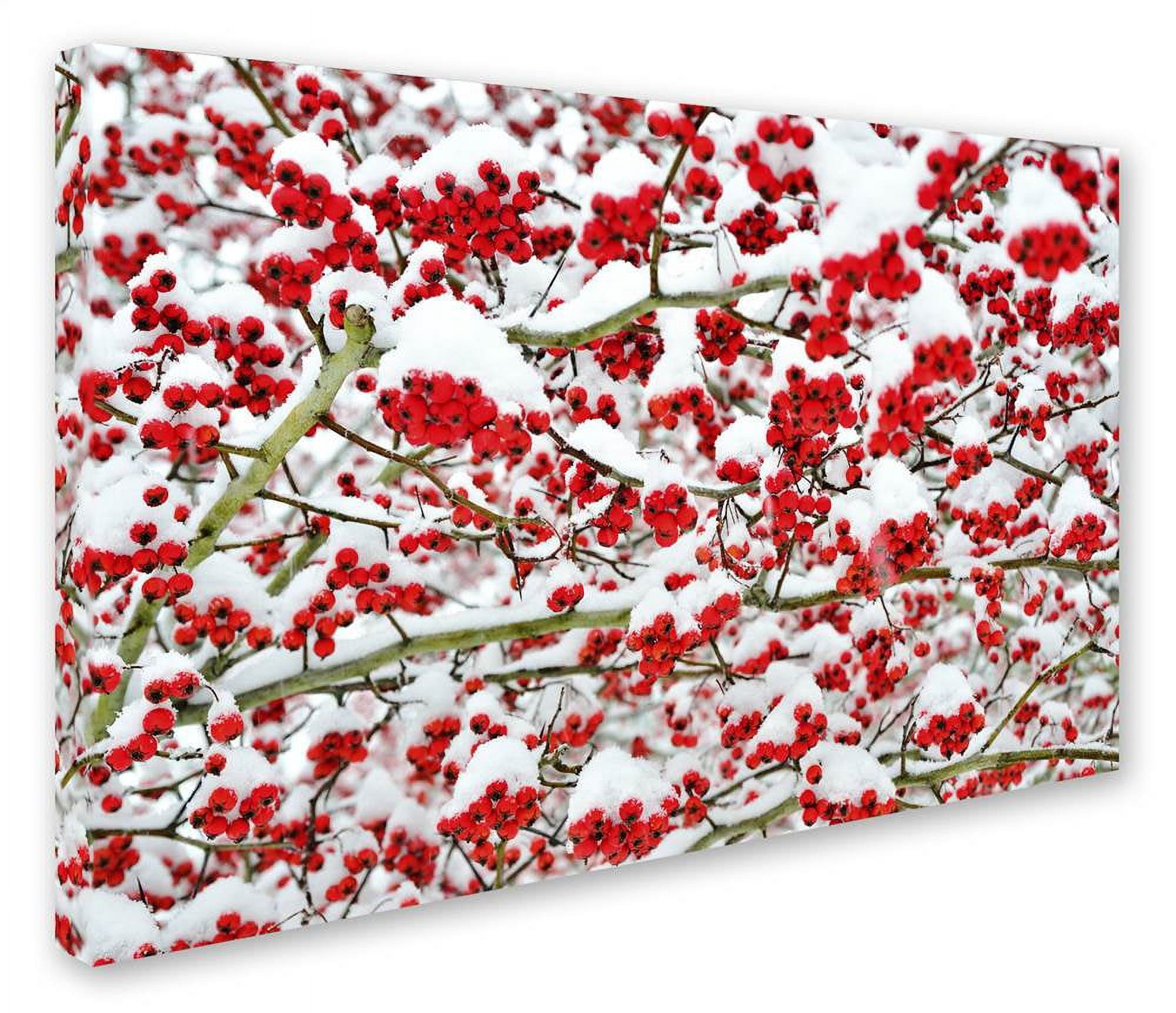 Trademark Fine Art "Winter Berries in the Snow" Canvas Art by Kurt Shaffer