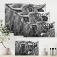 thumbnail image 4 of Designart ' Close Up Of Scottish Cow On Moorland II ' Farmhouse Canvas Wall Art Print, 4 of 4