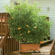 EarthBox Aluminum 5-foot Staking System for the EarthBox Original Gardening System - Terra