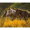 thumbnail image 2 of Linden, Sally 30x26 White Modern Wood Framed Museum Art Print Titled - Horses In Gold, 2 of 4