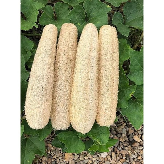 Fu997 Natural Loofah Sponges Organic Luffa Bath Shower Sponge Exfoliating Body Back Scrubber for Men Women Adults SPA Beauty Bathing Daily Care - 4 PCS