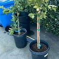 thumbnail image 5 of Red Mineola Tangelo Honeybell Tree GRAFTED . Citrus Manderian Fruit. 2-4 ft. we ship to all states, 5 of 6