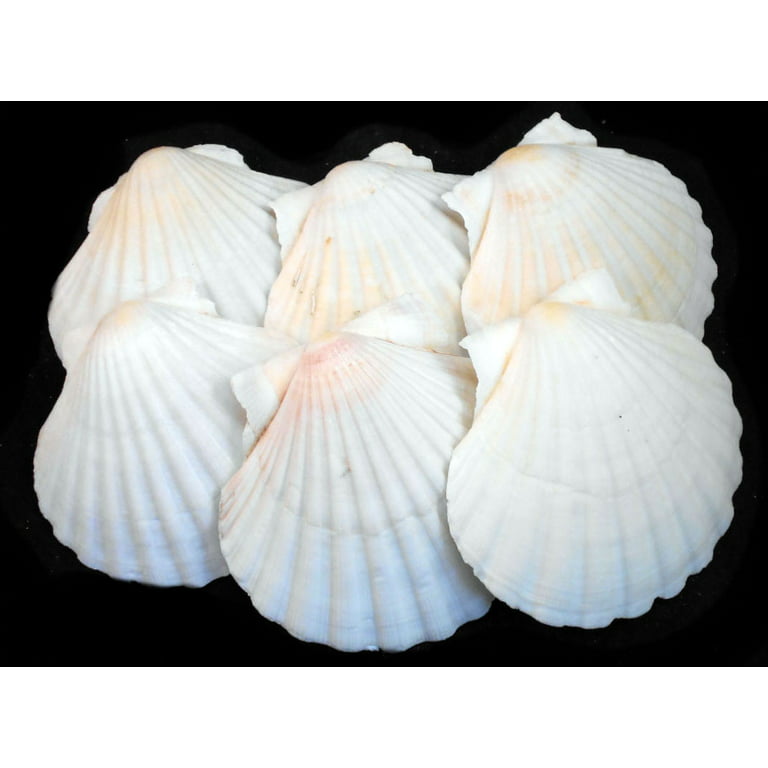Set of 6 Real Baking Scallop Shells (3 1/2-3 7/8) for Cooking