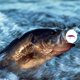 thumbnail image 3 of NO.10 Colorful Sinking 6.8cm/4g Bait Fishing Lure for Fishing Bait, 3 of 5