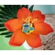 thumbnail image 4 of Alfiler esmaltado Disney Lilo & Stitch 20th Anniversary Limited, 4 of 7
