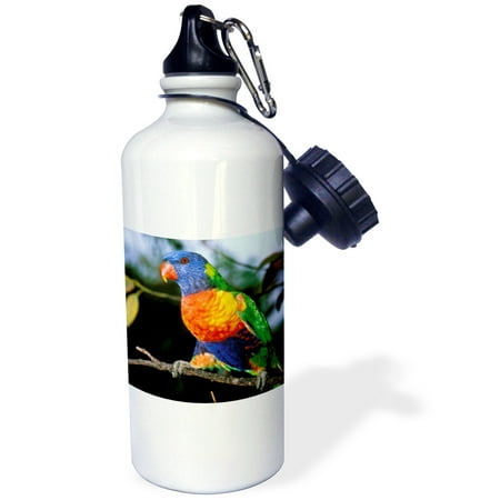 3dRose Australia, East Coast, Rainbow Lorikeet bird-AU01 PSK0173 - Peter Skinner, Sports Water Bottle, (Best Way To Travel East Coast Australia)