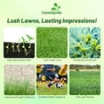 thumbnail image 2 of Outsidepride Champion GQ Perennial Rye Grass Seeds, 10 lbs - Poa-Free, 2 of 5