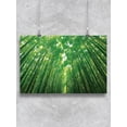 thumbnail image 1 of Peaceful Bamboos Forest Poster -Image by Shutterstock, 1 of 2