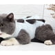 thumbnail image 2 of Ropa fina para esterilizar gatos Disfraz antilamido Ropa cómoda de recuperación para gatos (Blue Plum Blossom, Talla M), 2 of 5