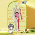thumbnail image 6 of Yesbay 1 Set Human Body Model with Tray Tweezers ,Removable Human Torso Anatomy Teaching Aid School Students Organs Bones Learning Educational Toy, 6 of 13