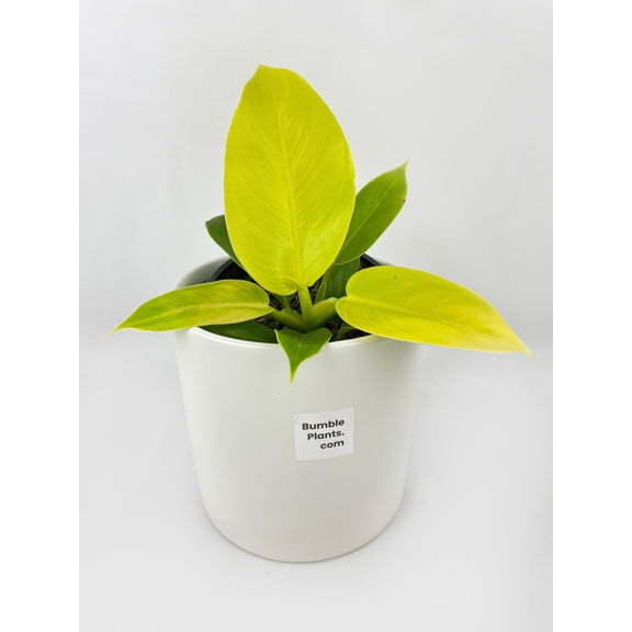 Bumble Plants Philodendron 4 in Lemon Lime Moonlight Live Plant in 4 in Nursery Pot, Easy Care