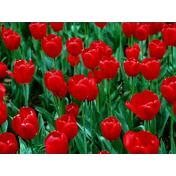 Tulip Bulb 20 Pack, RED Impression, Pure Bright RED Perennial Tulip Bulbs, RED Flowers