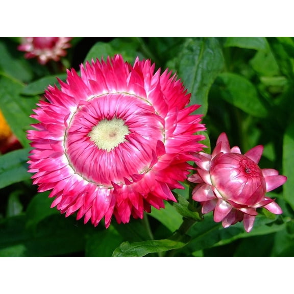 Sherwood's Seeds 100 Strawflower Helichrysum Golden Everlasting Plant, heirloom flowers