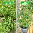 thumbnail image 5 of ZeeDix 2 Pack Tomato Cages for Garden,Up to 63in(5.2FT) Adjustable Tall Tomato Cage,Garden Stakes Tomato Trellis for Pots,Tomato Plant Support for Raised Garden Bed &Vegetables Flowers(Green), 5 of 8