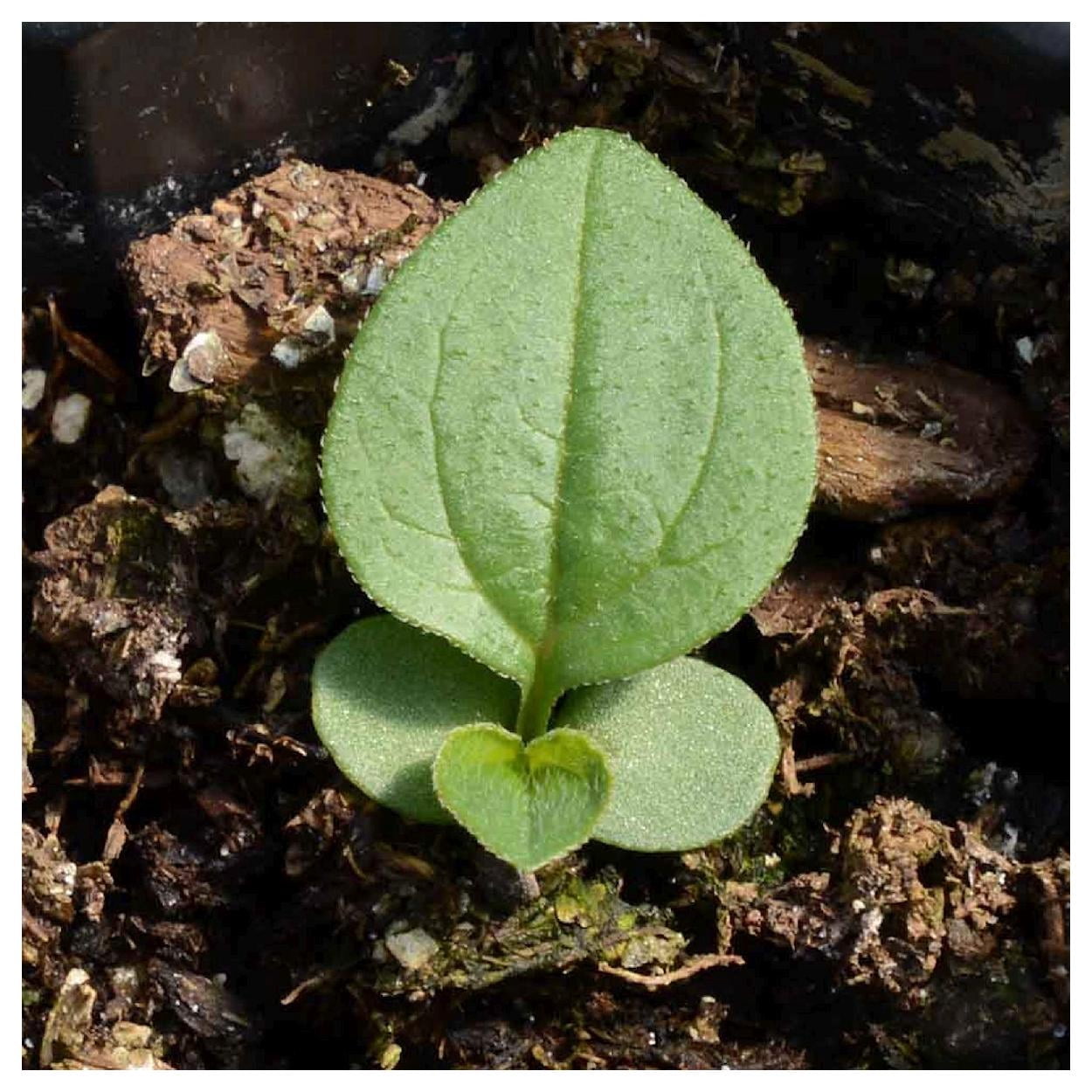 Everwilde Farms - 1 lb Purple Coneflower Native Wildflower Seeds - Gold Vault Bulk Seed Packet