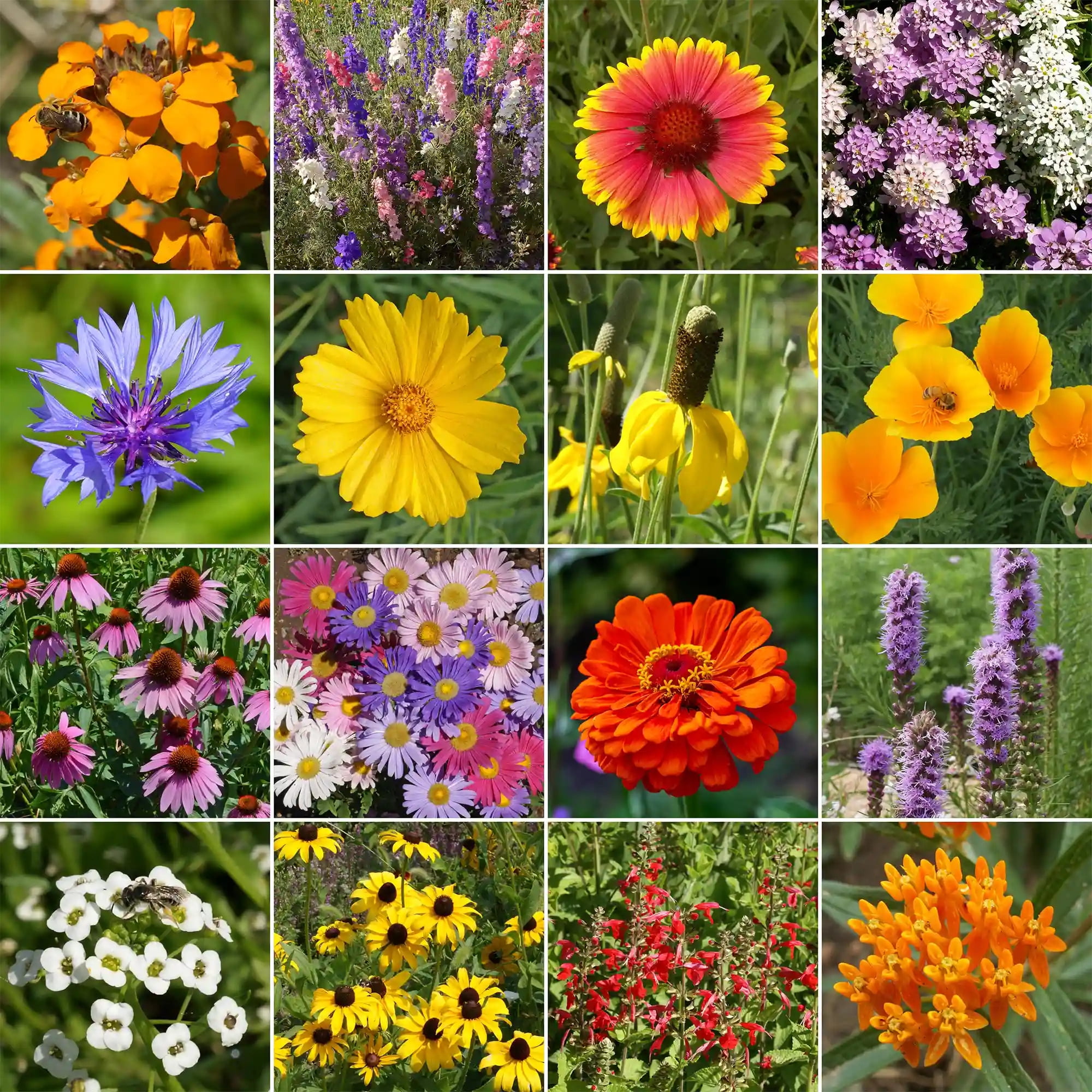 Ferry-Morse Bird and Butterfly Mix Bulk Wildflower Seeds, 1lb