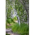 thumbnail image 2 of Haney, Chuck 11x14 White Modern Wood Framed Museum Art Print Titled - Paper birch trees along pathway in Acadia National Park-Maine-USA, 2 of 4