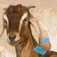 thumbnail image 2 of Plastic Livestock Ear Tag Numbered 1-100 for Goat Sheep Pig Blue, 2 of 4