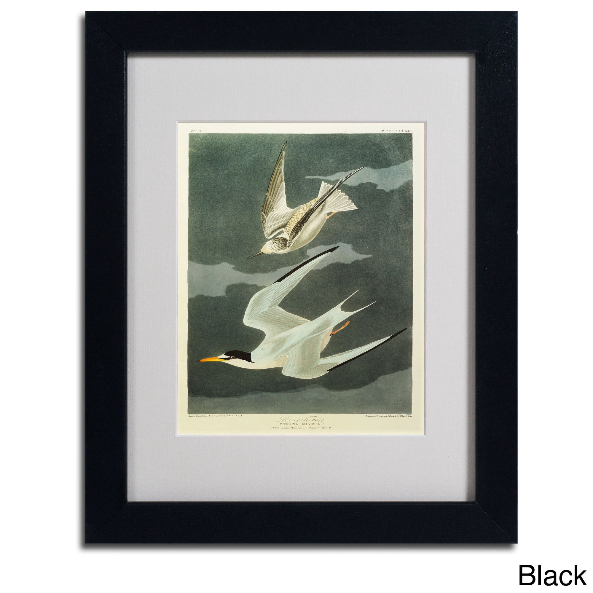 Trademark Fine Art "Lesser Tern, Little Tern" Canvas Art by John James Audubon, Wood Frame