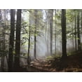 thumbnail image 1 of "Light in Dense Fall Forest with Fog" - Impression Photographique sur Toile 46 Pouces x 36 Pouces, 1 of 1