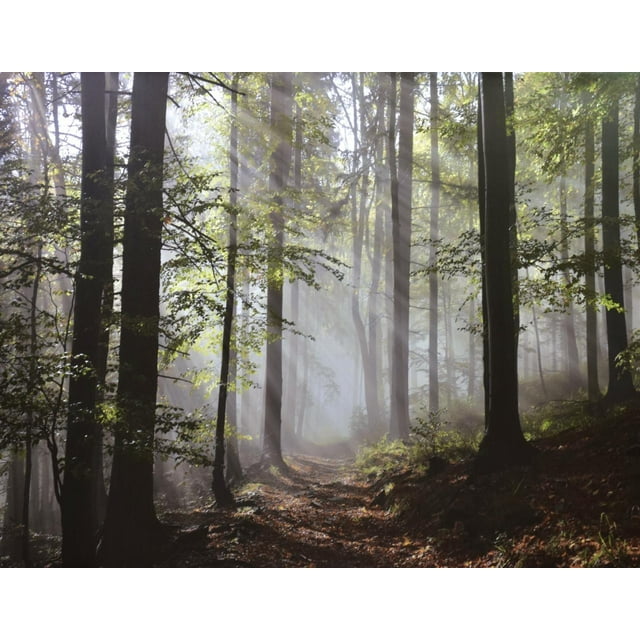 "Light in Dense Fall Forest with Fog" - Impression Photographique sur Toile 46 Pouces x 36 Pouces