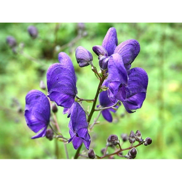 HJADGG 15 Seeds Aconitum napellus Seeds, Monk s Hood, Aconite, Wolfsbane Seeds