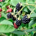 thumbnail image 3 of 1 gal. Navaho Blackberry, 3 of 10