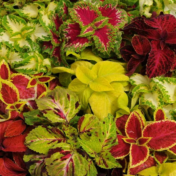 Outsidepride Coleus Wizard Mix - 400 Seeds