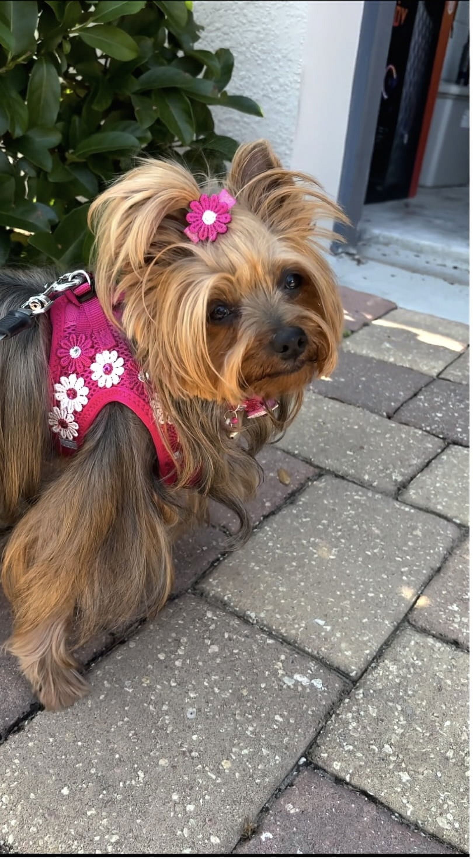 Harness, Luxurious adjustable for dogs or cats with Flower and Stone decoration for Pets.Handmade.