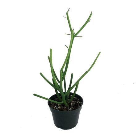 Pencil Cactus - Euphorbia - Easy to grow/Hard to kill! - 4" Pot