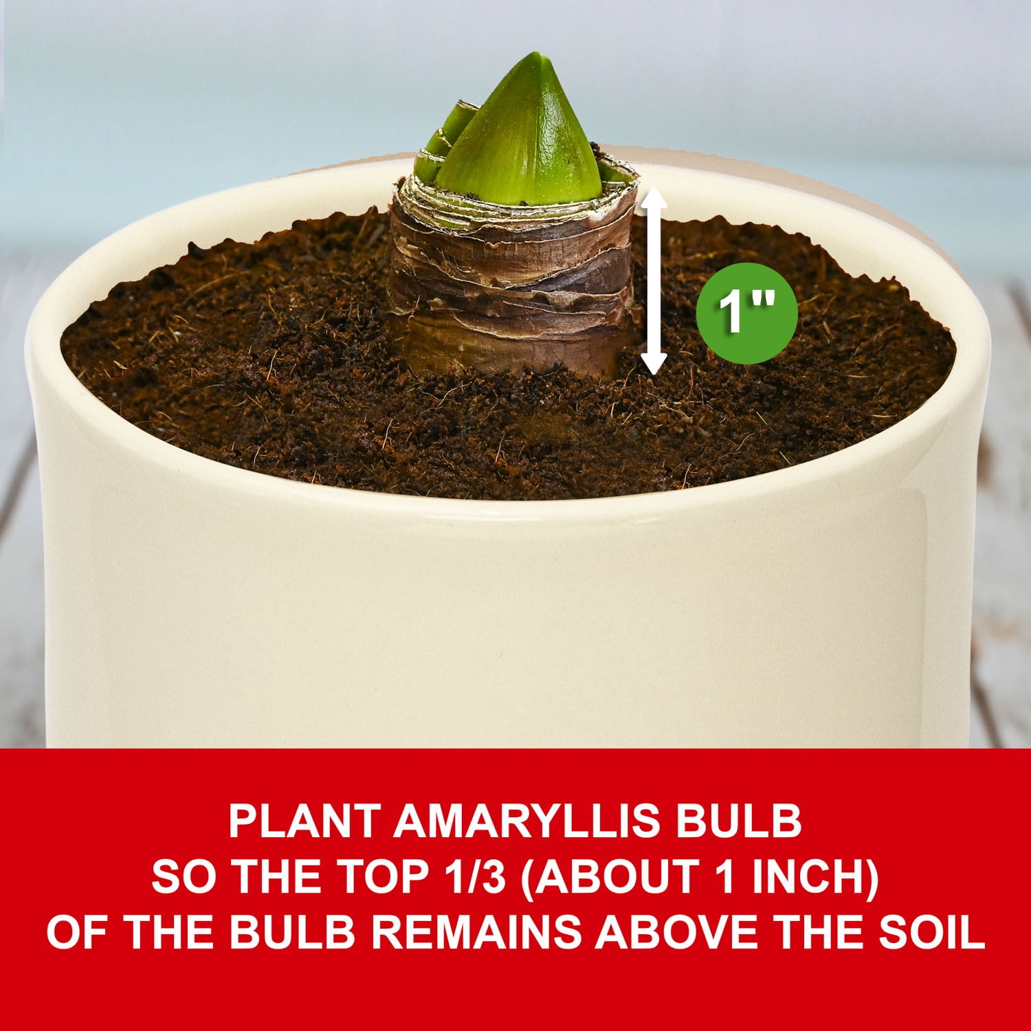 Garden State Bulb Red Double Amaryllis Bulb Gift Kit, 26/28cm (Cream Ceramic Planter)