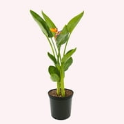American Plant Exchange Orange Bird of Paradise, Live Flowering Plant, 6-Inch Pot, Perfect for Indoor and Outdoor