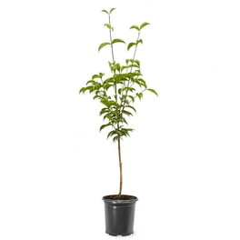 fuyukaさま専用 ONEKOSAMA WALK TREE 200-215cm Expert Gardener 3-4 ft. tall Kousa Pink Dogwood Live Tree in
