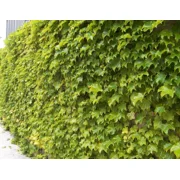 Fenway Park Golden Boston Ivy Plant - Parthenocissus - 2.5" Pot