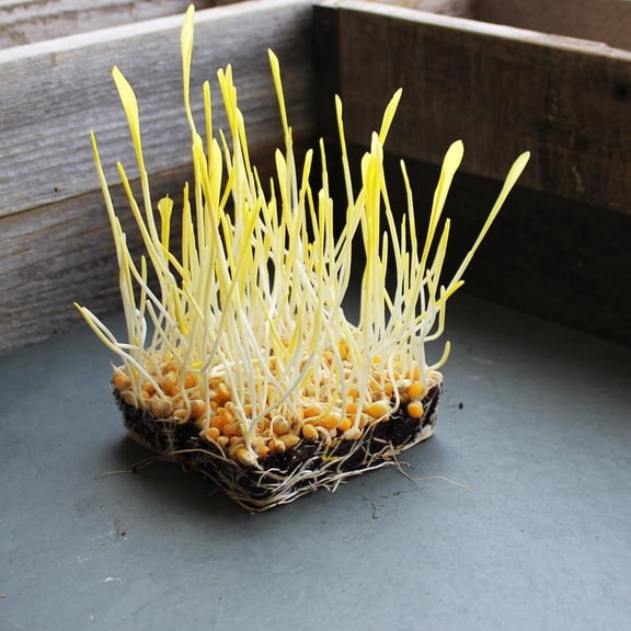 Yellow Popcorn Garden Seeds - 1 Lb - Non-GMO, Organic, Heirloom Vegetable Gardening & Microgreens Seeds - Pop Corn