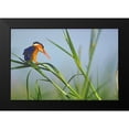 thumbnail image 2 of Fitzharris, Tim 24x17 Black Modern Framed Museum Art Print Titled - Malachite Kingfisher Fishing-Kenya, 2 of 5