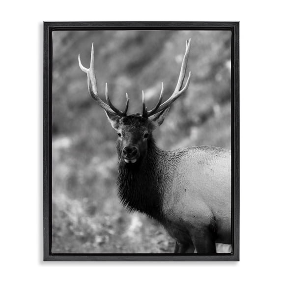 Stupell Industries Traditional Grey Elk Photography Black Floating Frame Canvas Art, 17 x 21, by Daniel Sproul
