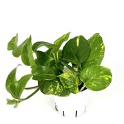 Pothos Golden Easy Air Purifying House Plants, 4 Pot