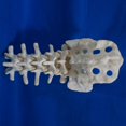 thumbnail image 5 of Human Lumbalis Skeleton Anatomy Model with Sacrum School Teaching Tool, 5 of 8