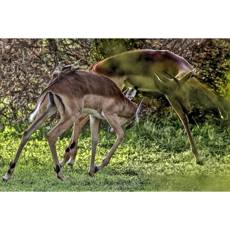 Canvas Print Impala Wild Animal Nature Fighting Africa Pair Stretched Canvas 10 x