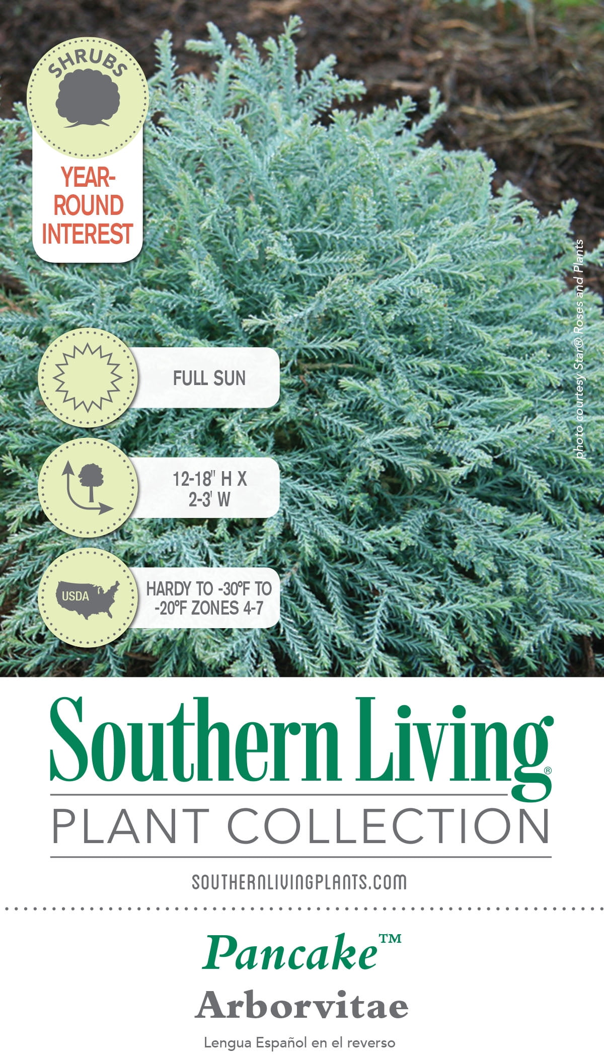 Southern Living Pancake Arborvitae Live Shrub in 2-Gallon Grower Pot