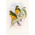 thumbnail image 2 of John Gould 11x14 Gold Ornate Wood Frame and Double Matted Museum Art Print Titled - Macklot's Trogon (1850-1883), 2 of 4