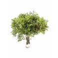 thumbnail image 3 of Lentisco Flor Natural Ramo de 50 tallos Verde 60cm de alto, 3 of 5