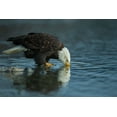 thumbnail image 2 of Ferraro, Valerio 24x17 White Modern Wood Framed Museum Art Print Titled - Bald eagle drink, 2 of 4