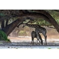 thumbnail image 2 of Damico, Giuseppe 14x11 Gold Ornate Wood Framed with Double Matting Museum Art Print Titled - Giraffe, 2 of 4
