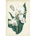 thumbnail image 2 of Curtis 11x14 White Modern Wood Framed Museum Art Print Titled - Ivory Garden IV, 2 of 4