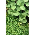 thumbnail image 3 of 1g 27,500 BULK CORSICAN MINT Mentha Requienii Fragrant Hern Ground Cover Flower 1 Gram Seeds, 3 of 10