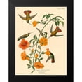 thumbnail image 2 of John James, Audubon 12x14 Black Modern Framed Museum Art Print Titled - Mangrove Humming Bird, 2 of 5